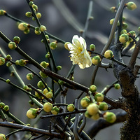 ����������÷ʢ����