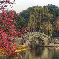 ����������ߺ�