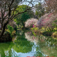 ��Ϫʪ����÷(������һϪ��ˮ����Ӱ���������������