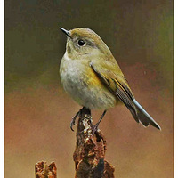 ľ׮�ϵĺ�в��β�