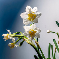 ˮ�ɻ�����ʢ��