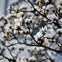 �������������������������Ļ�Ѫ��