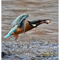 ץ����Ĵ���