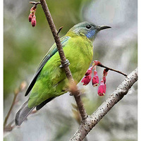 ɽӣ���ϵĳȸ�Ҷ��