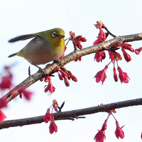 ֲ��԰��ӣ���۵�С����������ף�´����֣�