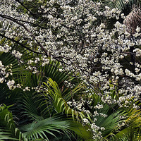 �������  ӣ������