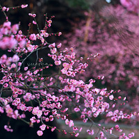 ���ں����������������뿴�ճ���÷�������峿����������