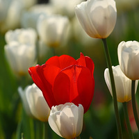 �λ�������