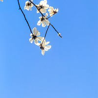 ����������������׵�������ʢ����