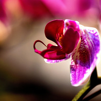 ��չ���¡�