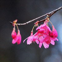 ���³���������˳