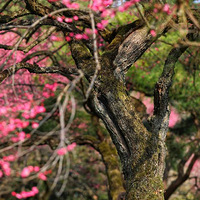 ��Զ�������õ����鼴������