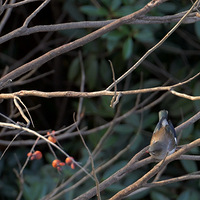 �ճ�����