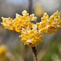 ���㻨���й��İ�������