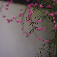 ���ö�����  ÷��é�Ҳ�