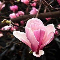 �������  ��������