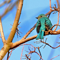 �������̬��԰��֦�ϵ�ͭ���l