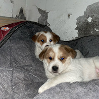 �������48��С�̹�����������