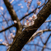 ���ݱ����ܷ���԰�ӻ�ʢ��