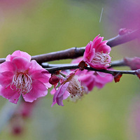 ����÷������