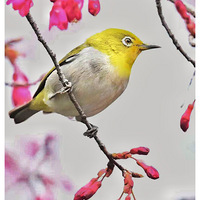 ɽӣ���ϵ�������