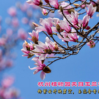 ����ֲ��԰��Ŀ������ʢ��