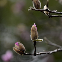 ӭ��ҡҷ����������