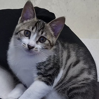 �Լ�è������С��è���������