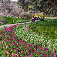 ̫���������㻨���ˣ�