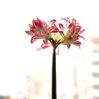 �������ڽ����