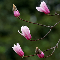 ֲ��԰����������