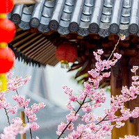 ��������   ӣ��ʢ��