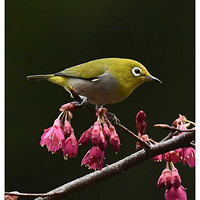 ɽӣ���ϵ�������