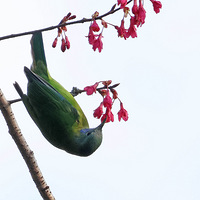 ֲ��԰��ʳ��ӣ���۵ĳȸ�Ҷ����