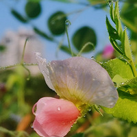 ������ҡҷ���ų�¶�ķҷ�