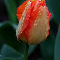 ̫���幫԰����������ףԪ���ڿ��֣�