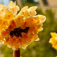 �й����黨�������㻨