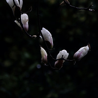 һ������