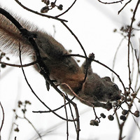 ֲ��԰�ɰ���С�����ʳ������