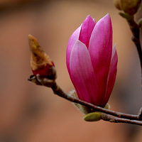 �҂�С�^�����m���_��