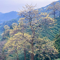 ʮ���ū�����ľ��