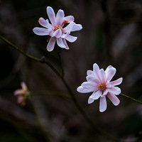 ����ֲ��԰�Ĵ�֮����һ��