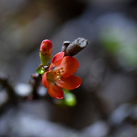 ���Ļ�����