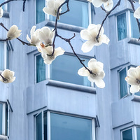 ���ɫ����ɫ��������������·ʢ�ţ�