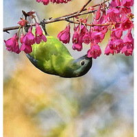 ɽӣ���ϵĳȸ�Ҷ��