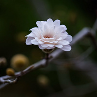 ����ֲ��԰�Ĵ�֮��������