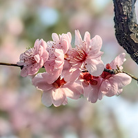 ������ݺ���Ϻ������֡�÷�����ţ�