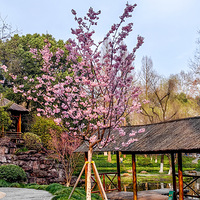 һ�÷�ɫ��ɽӣ���ձ���ӣ������������ݺ�������ϣ�������ʢ��