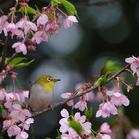 ���տ���