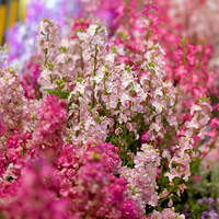 ��ɽ����ط��⼸�����